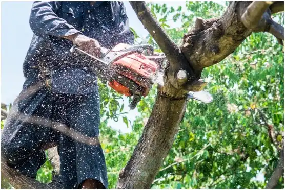 tree services Hollywood